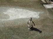 Penguin Vs Butterfly