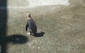 Penguin Vs Butterfly - Animals - VIDEOTIME.COM