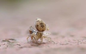 Spider Vs Ant - Animals - VIDEOTIME.COM