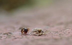 Spider Vs Ant - Animals - VIDEOTIME.COM
