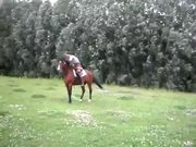 Jump Roping Horse