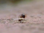 Spider Vs Ant
