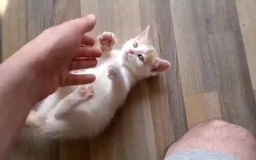 Put Your Hands Up - Animals - VIDEOTIME.COM