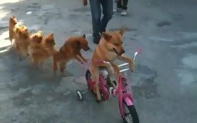 Dog Conga - Animals - VIDEOTIME.COM