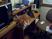 Card Catching Cat