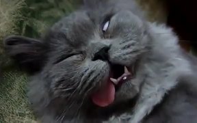 Totally Passed Out - Animals - VIDEOTIME.COM