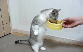 Standing While Eating - Animals - VIDEOTIME.COM