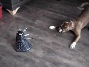 Dog Vs Robot