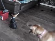 Dog Vs Robot