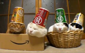 Sleeping Cats In Hats - Animals - VIDEOTIME.COM