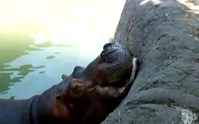 Hippo Vs Watermelon - Animals - VIDEOTIME.COM
