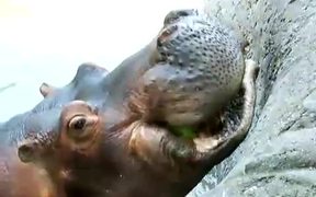 Hippo Vs Watermelon - Animals - VIDEOTIME.COM