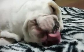 Dog Food Dreams - Animals - VIDEOTIME.COM