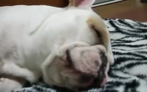 Dog Food Dreams - Animals - VIDEOTIME.COM