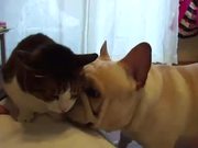 French Bulldog Cat Cleaner