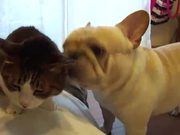 French Bulldog Cat Cleaner