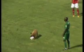 Police Dog Loves Soccer - Animals - VIDEOTIME.COM