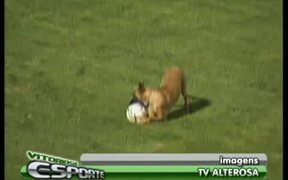 Police Dog Loves Soccer - Animals - VIDEOTIME.COM