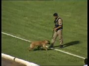 Police Dog Loves Soccer