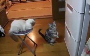 Cat Really Wants This - Animals - VIDEOTIME.COM
