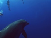 Shot of a Dolphin