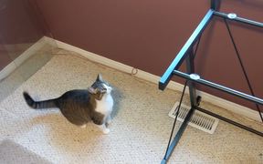 Cat Is Very Confused By Missing Glass - Animals - VIDEOTIME.COM