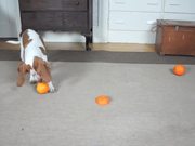 Cute Puppy Vs Orange
