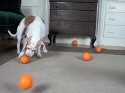 Cute Puppy Vs Orange