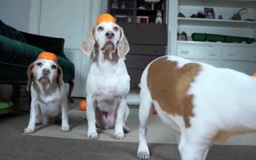 Cute Puppy Vs Orange - Animals - VIDEOTIME.COM