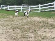 The Running Of The Goats
