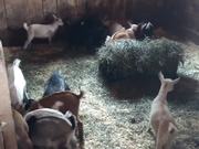 The Running Of The Goats