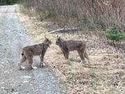 Two Lynx Have Intense Conversation