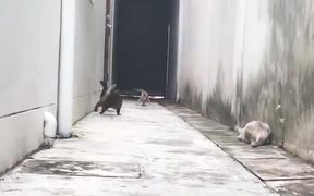 Ninja Cats Jumping - Animals - VIDEOTIME.COM