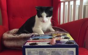 Cat Playing Whack A Finger - Animals - VIDEOTIME.COM