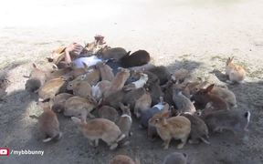 Man Is Smothered By Bunnies - Animals - VIDEOTIME.COM