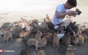 Man Is Smothered By Bunnies