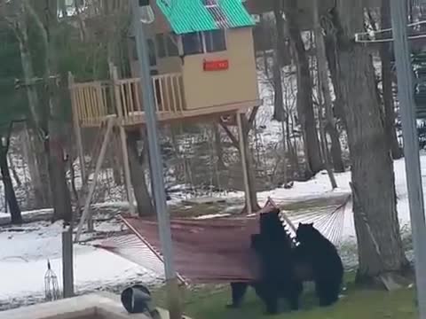 Bears Playing On The Hammoc