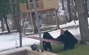 Bears Playing On The Hammoc - Animals - VIDEOTIME.COM