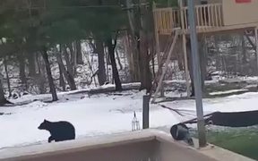 Bears Playing On The Hammoc