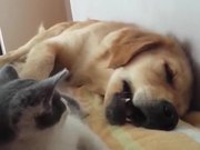 Kitten Playfully Bites Sleeping Dog