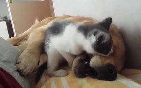 Kitten Playfully Bites Sleeping Dog - Animals - Videotime.com