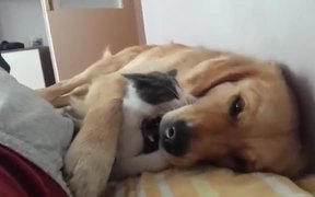 Kitten Playfully Bites Sleeping Dog - Animals - VIDEOTIME.COM