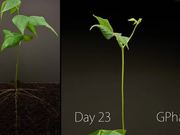 Bean Growing Timelapse