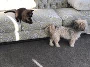 Havanese Dog Tail Is An Awesome Cat Teaser