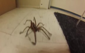 Man Frees Wild Wolf Spider - Animals - Videotime.com