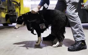 Meet The Dog Protecting Planes From Bird Strikes - Animals - VIDEOTIME.COM