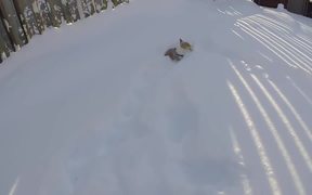 Corgi Snowplow - Animals - VIDEOTIME.COM