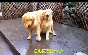 Magic Dog Hiding Under Another Dog - Animals - VIDEOTIME.COM