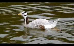 Bar-headed Goose - Animals - VIDEOTIME.COM