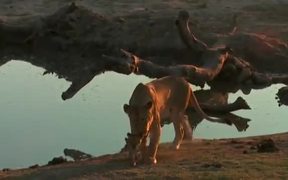A Lion Cub Wont Listen To Mom - Animals - VIDEOTIME.COM